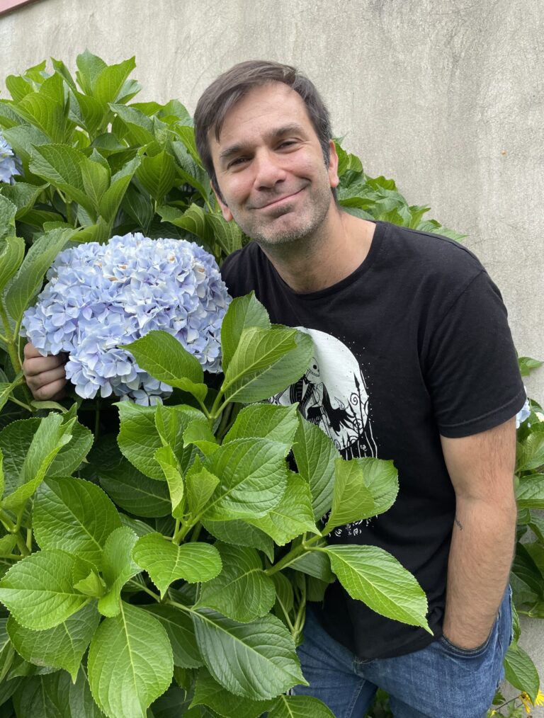 Hortensia jardin