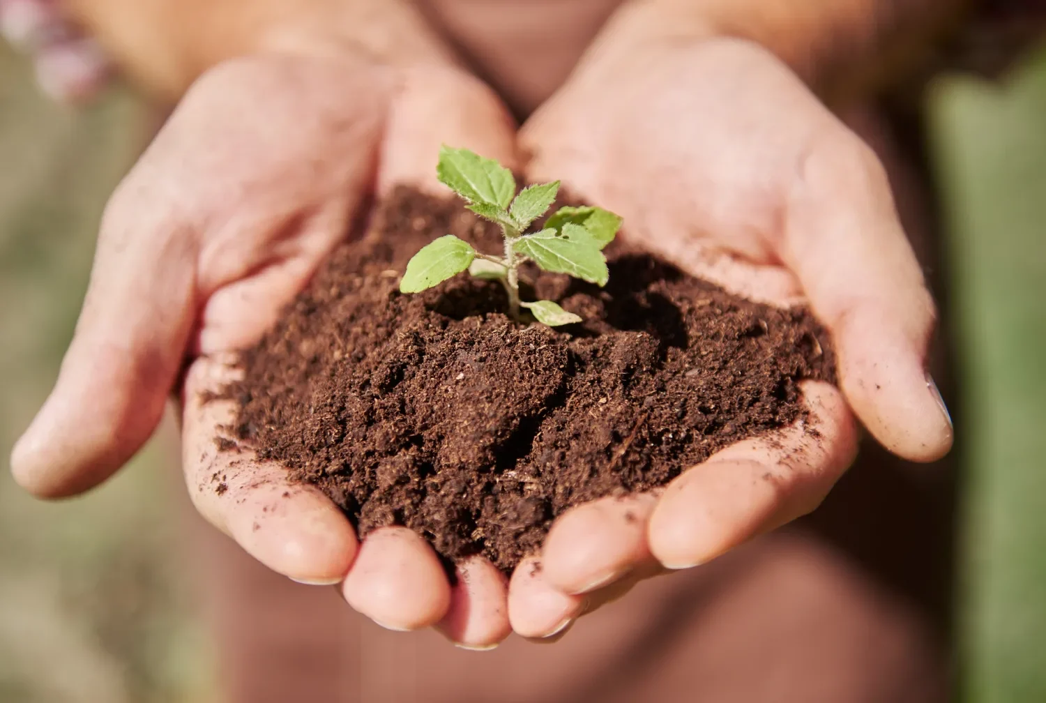 Compost abono plantas