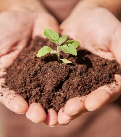 Compost abono plantas